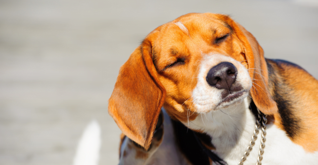Beagle scratching its head with eyes closed, representing an itchy pet during National Itchy Pet Awareness Month.