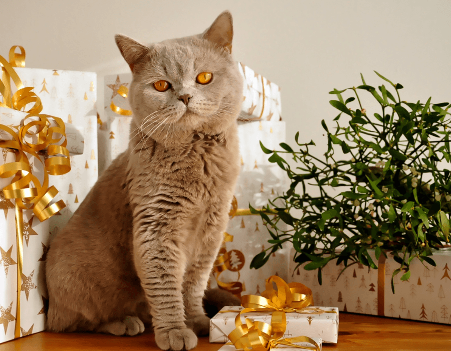 Gray cat sitting beside wrapped presents with gold ribbons, representing festive and pet safe holiday gifts for cats and other furry companions.