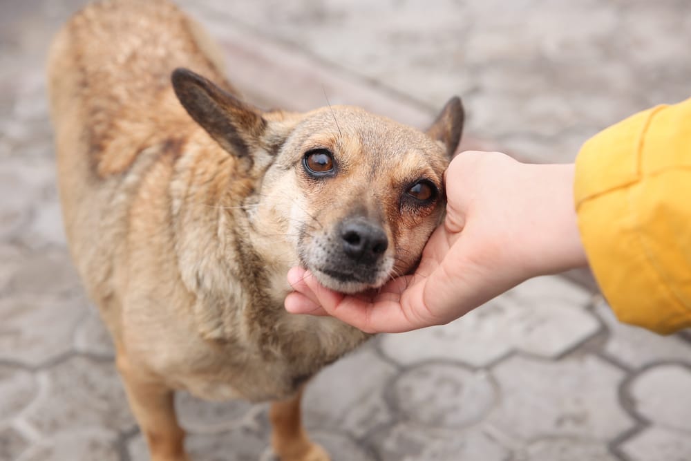 Person gently petting a sad-looking dog, symbolizing compassion and the importance of mental health in veterinary medicine.
