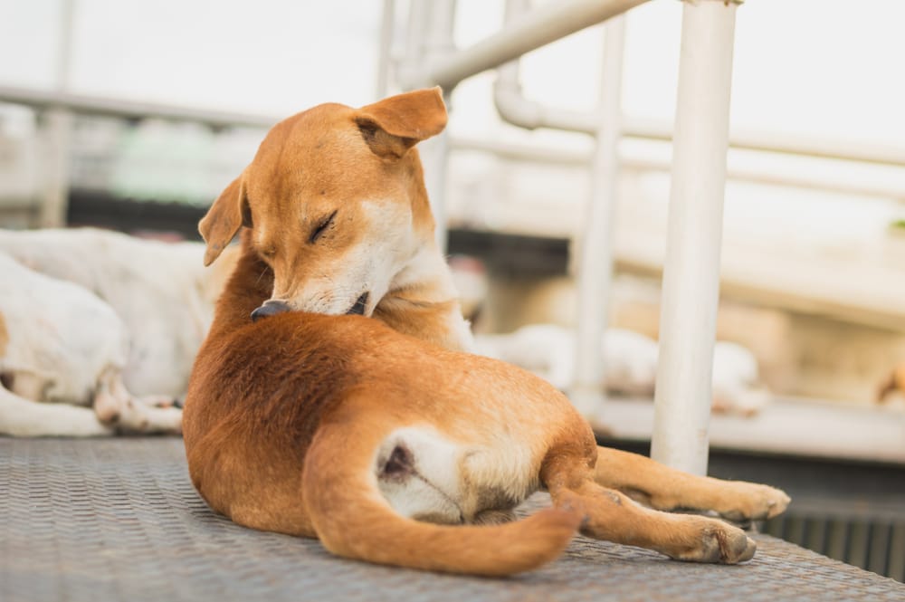 Brown dog biting at its hind leg, possibly irritated by a tick bite, representing symptoms associated with Lyme Disease in Dogs.